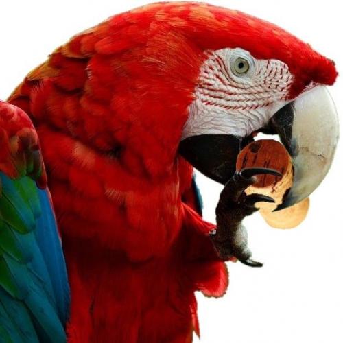 Papageien / Vogel Kork Knabberkorken Futter Beschäftigung je 200g (ca. 50 Stück)